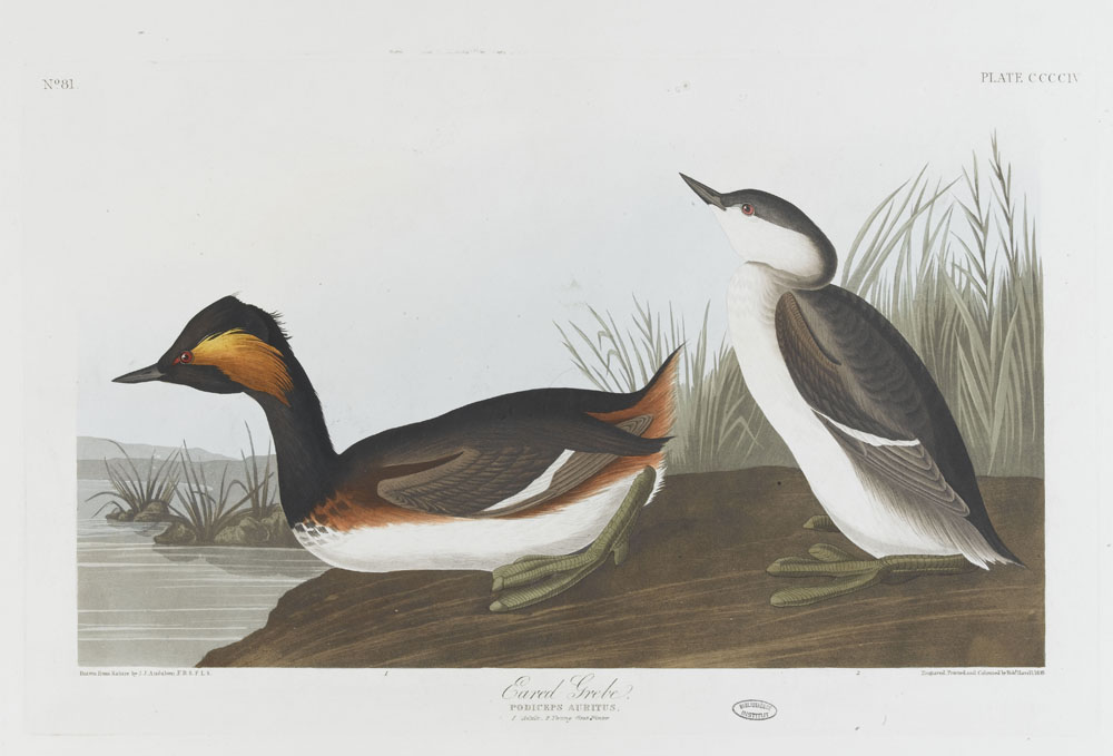 John James Audubon. Les oiseaux d'Amérique. © RMN-Grand Palais (Institut de France) / Gérard Blot John James Audubon. Les oiseaux d'Amérique. © RMN-Grand Palais (Institut de France) / Gérard Blot